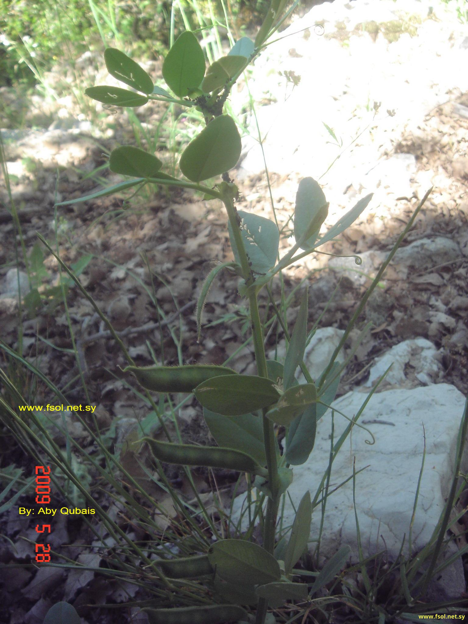 Vicia narbonensis L.